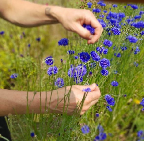 Atelier herboristerie - Les plantes de l'hiver, les reins et l'élément Eau