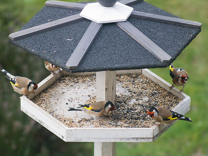 Grand Comptage des oiseaux des parcs et jardins