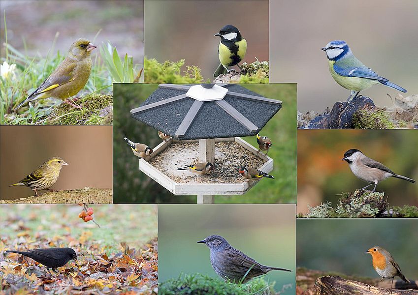 Sortie nature : comptage et reconnaissance des oiseaux