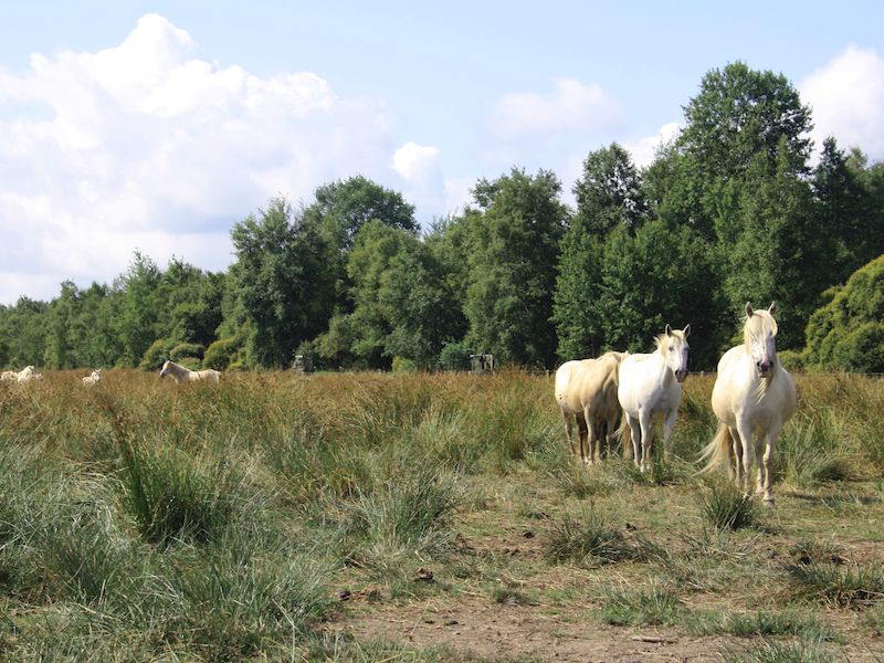 Journées Européennes du Patrimoine - Balade nature - Gestion écologique du Marais