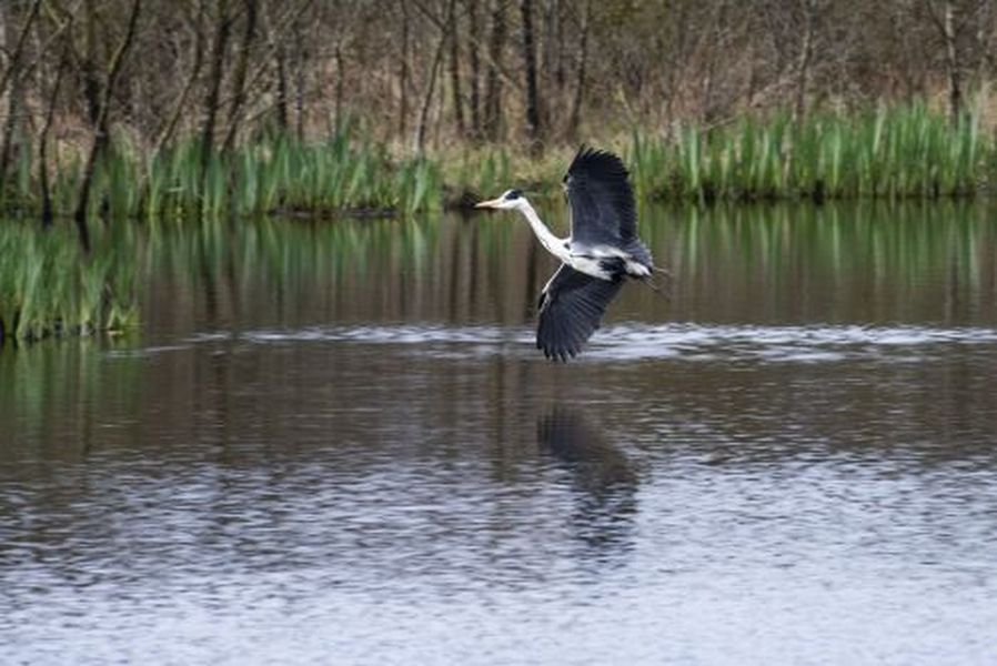 Balade nature - Les oiseaux du marais