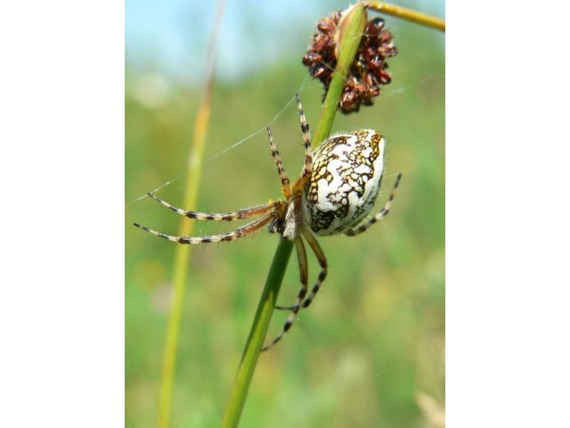 Balade nature - Une araignée au bout du fil