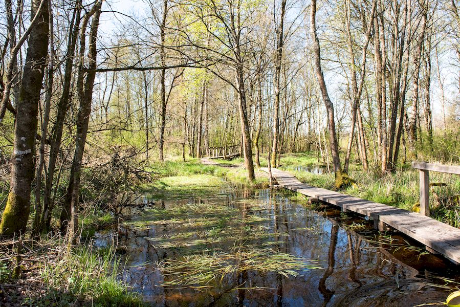 Randos 61 : Balade nature - La boucle du marais