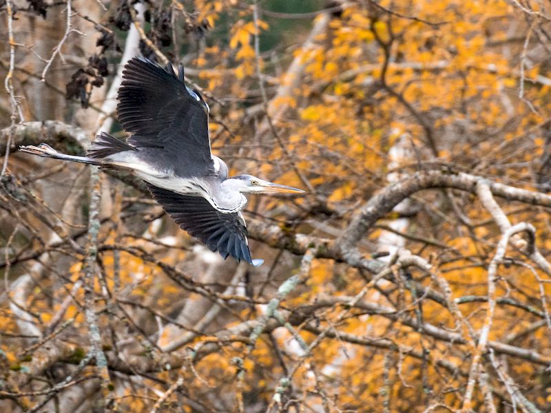 Balade nature - Les oiseaux du marais