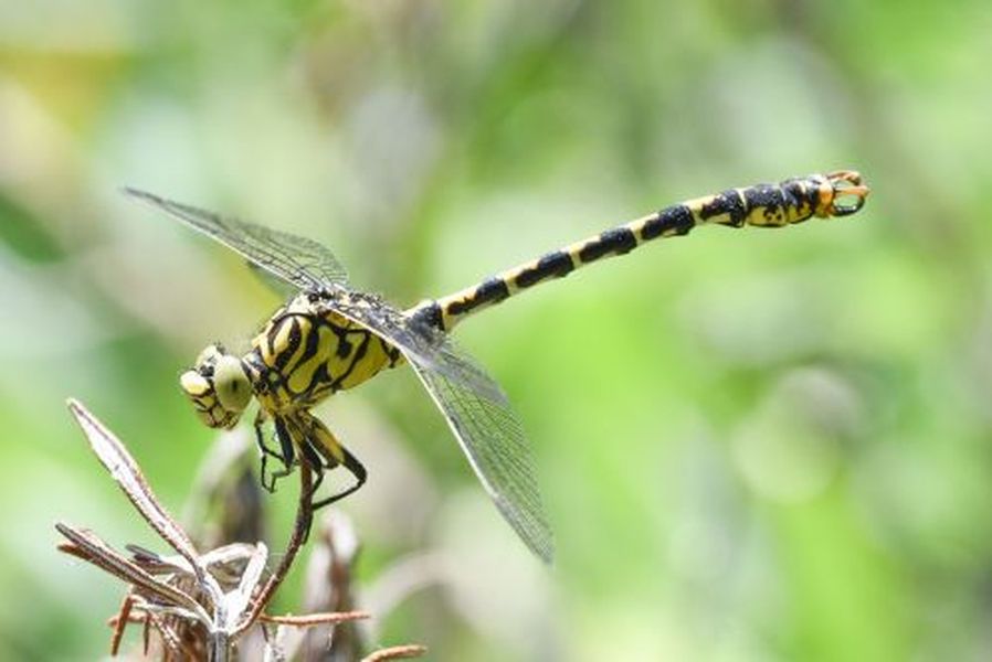 Balade nature – Mam’zelle Libellule