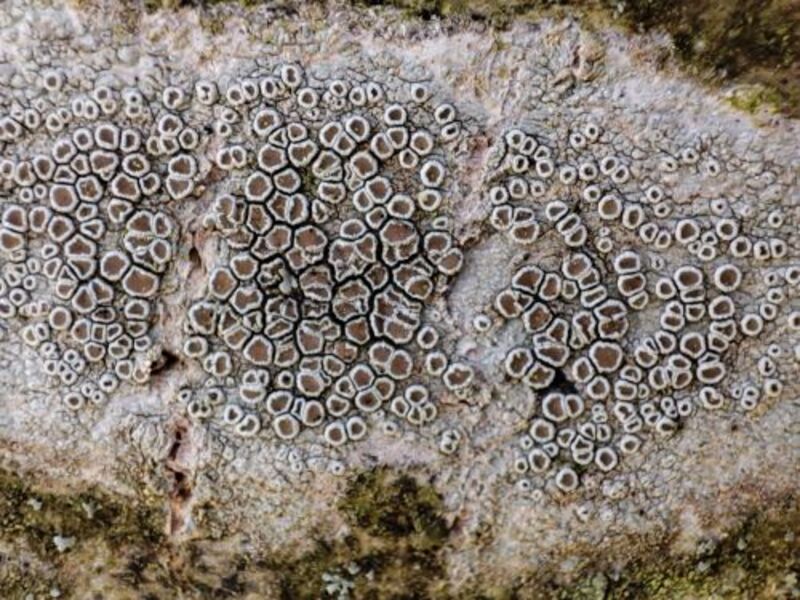 Sortie nature – Lichens, un monde fantastique !
