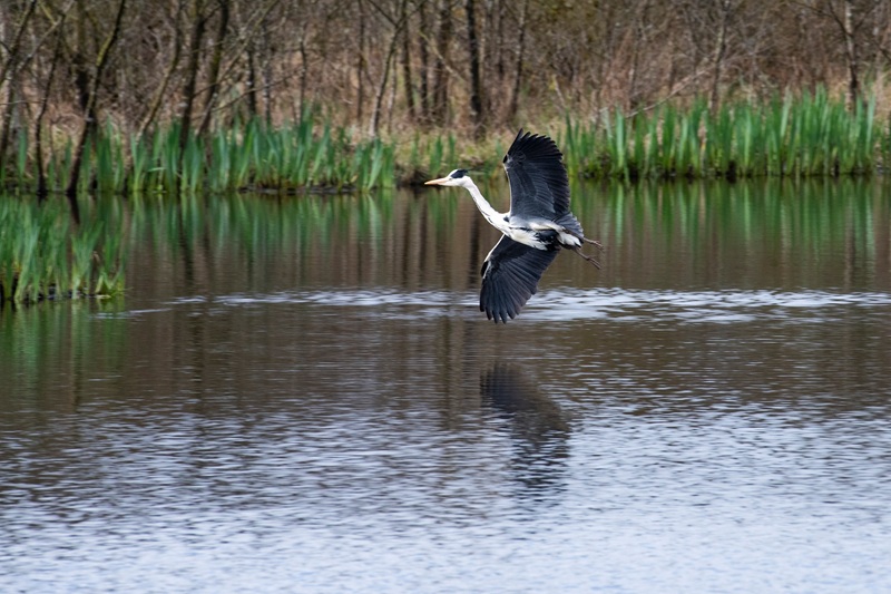 Balade nature – Le cours de l&rsquo;Histoire au marais