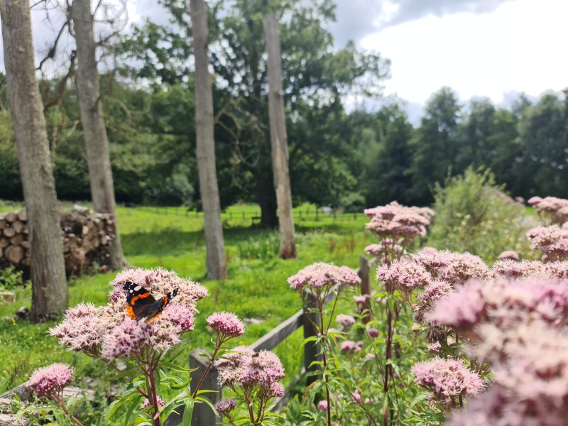 Pique & pique & Colégram