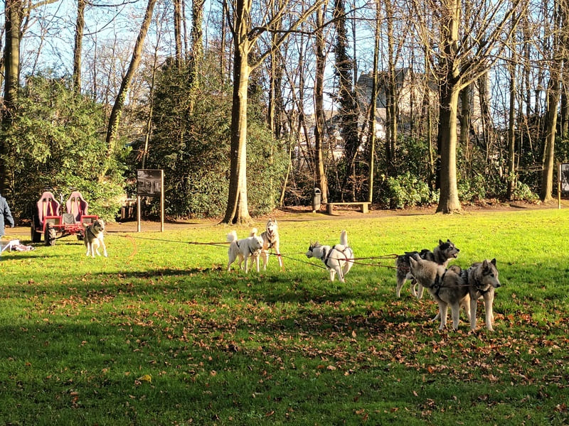 Baptêmes de chiens de traineaux