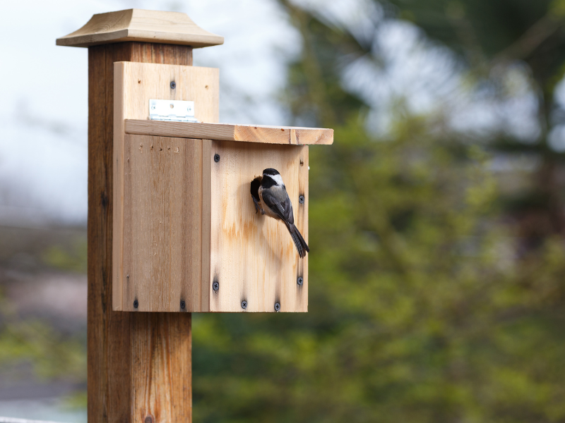 Atelier fabrication de cabanes à oiseaux