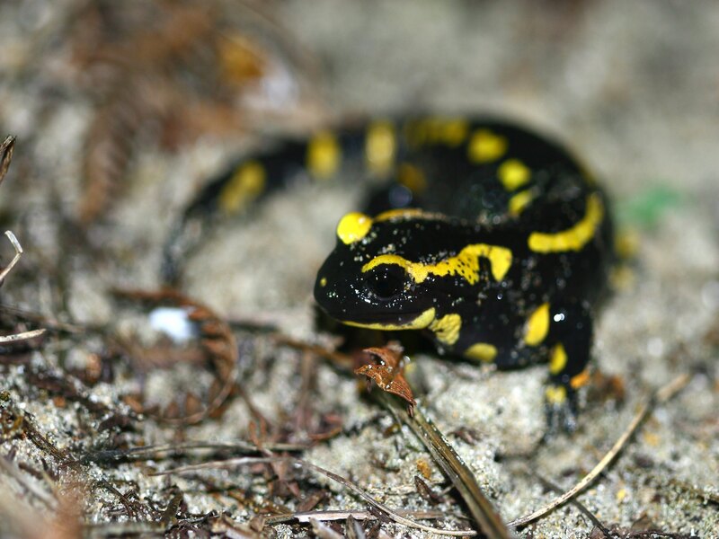 Balade nocturne - Nature et frissons