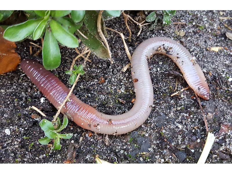 Sortie - De la moutarde pour observer des vers de terre ?