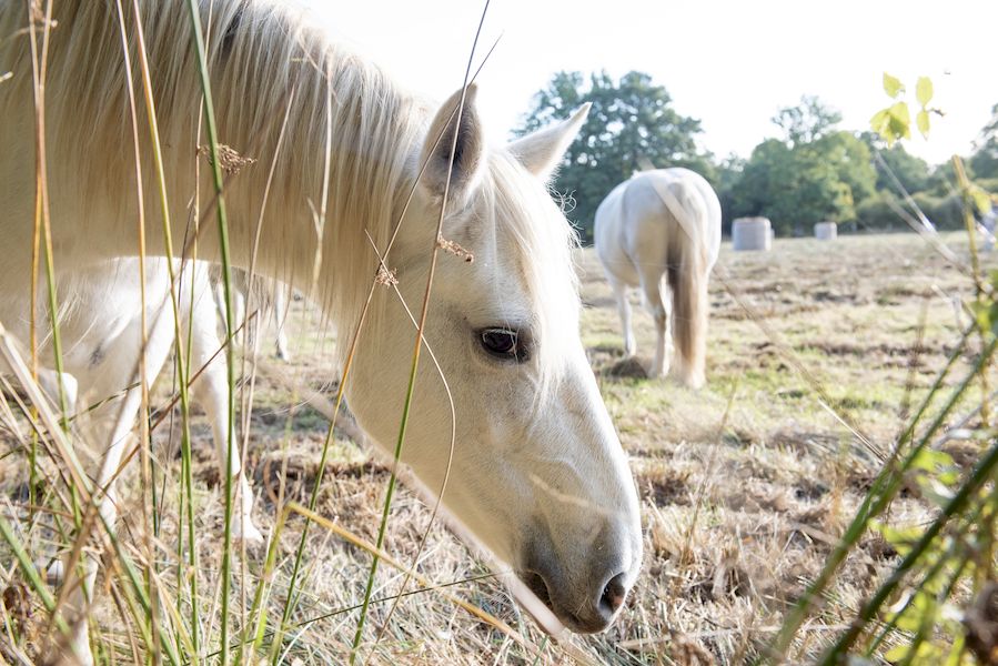 Balade nature - Contes au marais