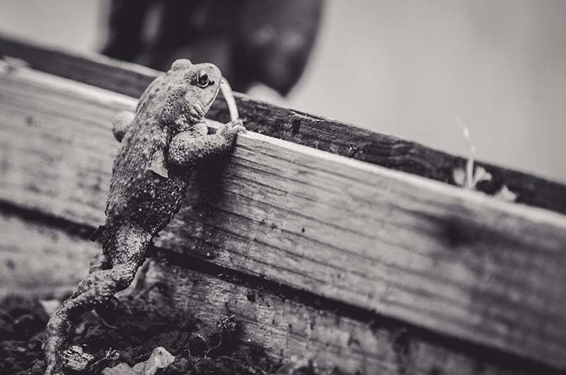 Sortie - Que de vie dans l'eau !