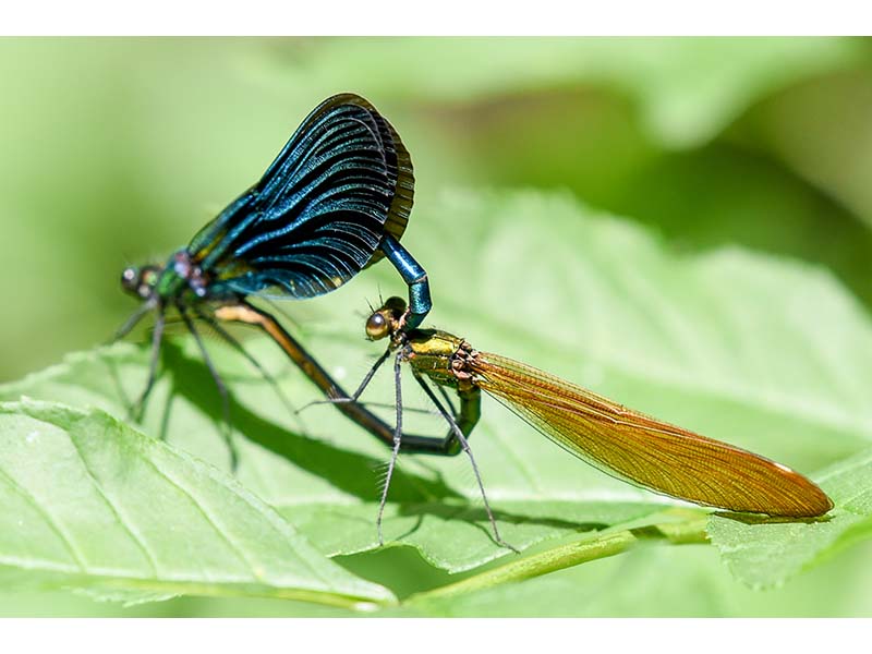 Sortie - Que de vie dans la prairie !