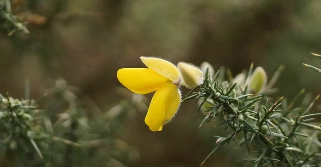 Sortie nature - Aïe, ça pique !