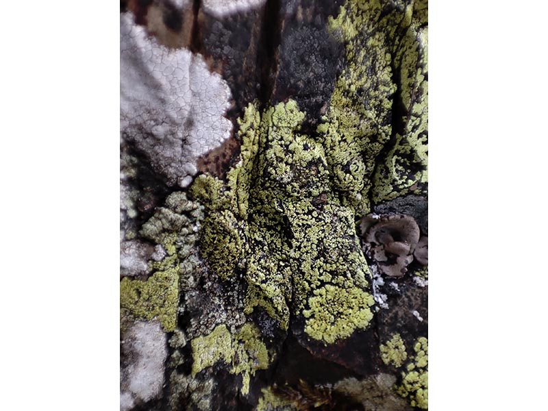 Sortie nature - Lichens, un monde fantastique !