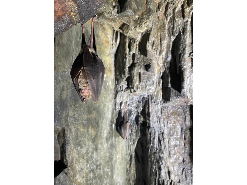 Sortie nocturne - La nuit de la chauve-souris