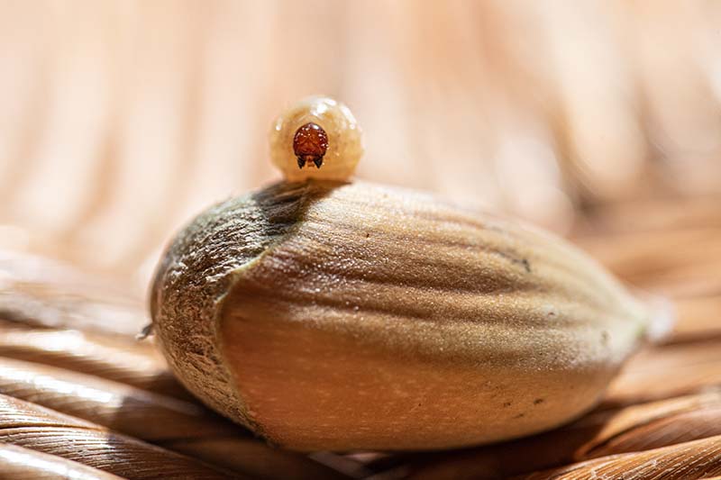 Sortie - Petit peuple de l'arbre