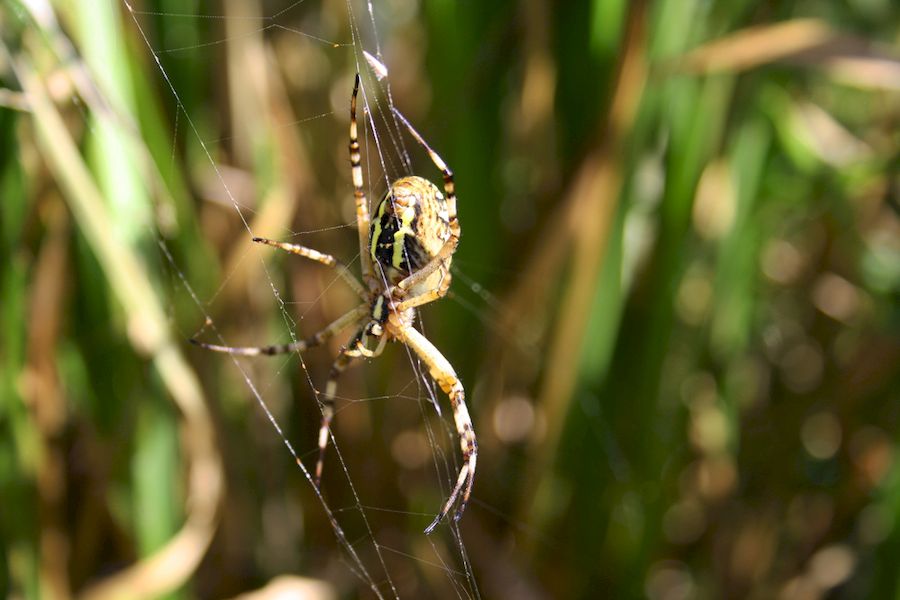Balade nature - Une araignée au bout du fil