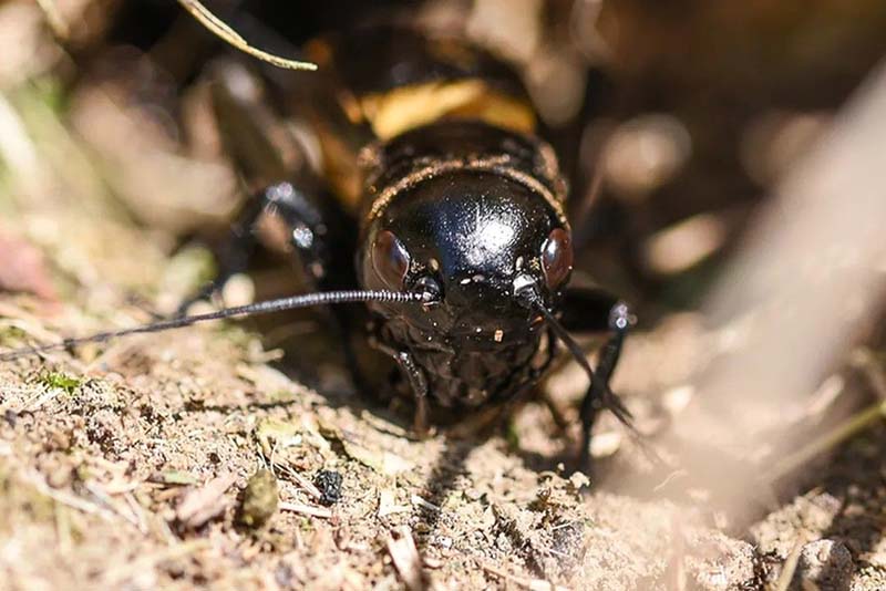 Sortie - La vie secrète des sols
