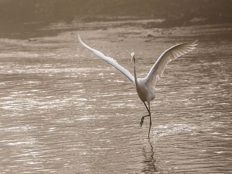 Les Rendez-vous de l'été- randonnée La boucle du marais