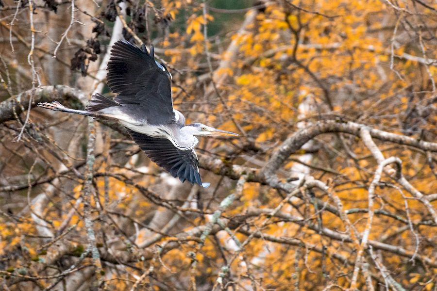 Balade nature - Les oiseaux du marais