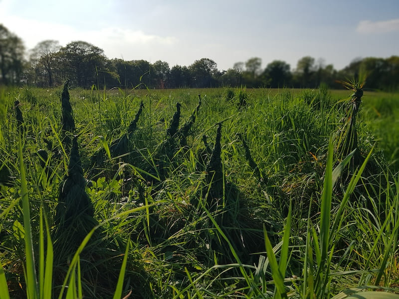 Herbes hautes: nuits des forêts 2026 et ferme-ouverte vachement dépaysant