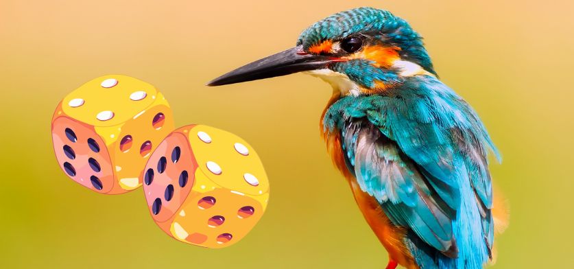 Jeux autour des oiseaux