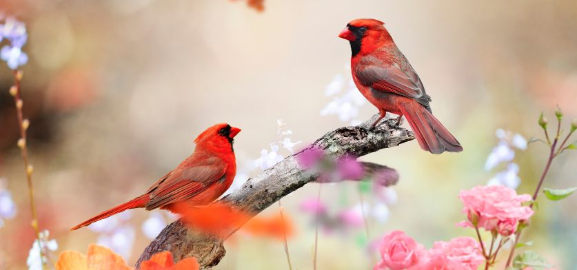 « Comment accueillir les oiseaux dans son jardin ? » avec Anne-Lise David