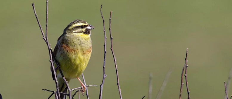 Animation sur les oiseaux