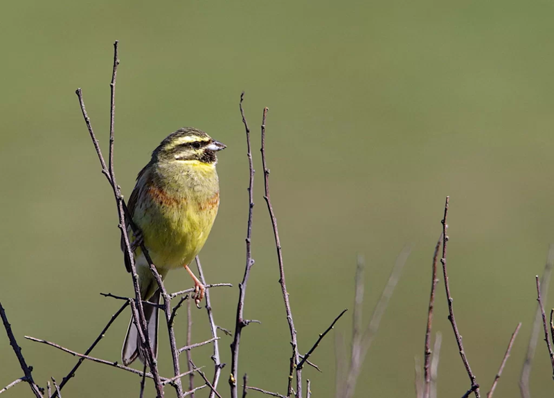 Animation sur les oiseaux