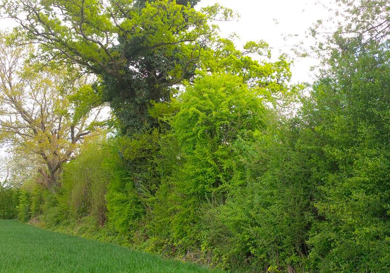 Animation sur les haies