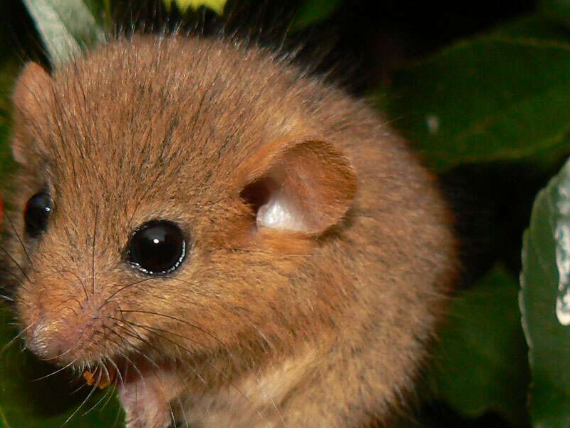 Sortie Nature - Le muscardin, discret habitant de nos haies