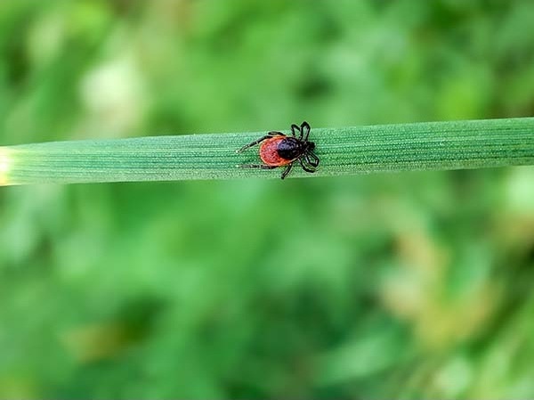 Santé environnementale : les espèces nuisibles à la santé humaine